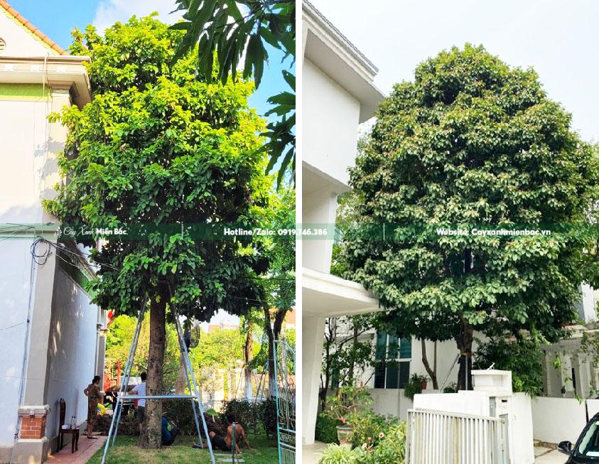 Bán cây sang giá tốt